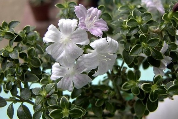 Blüten (unterschiedliche Farbnuancen)
