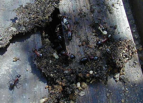 Die Latten meiner Holzregale sind 4,5cm breit; nur als Größenvergleich, weil ich "Mega-Ameisen" schrieb .... ;-)
