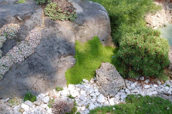 Detail des alpinen Gartens