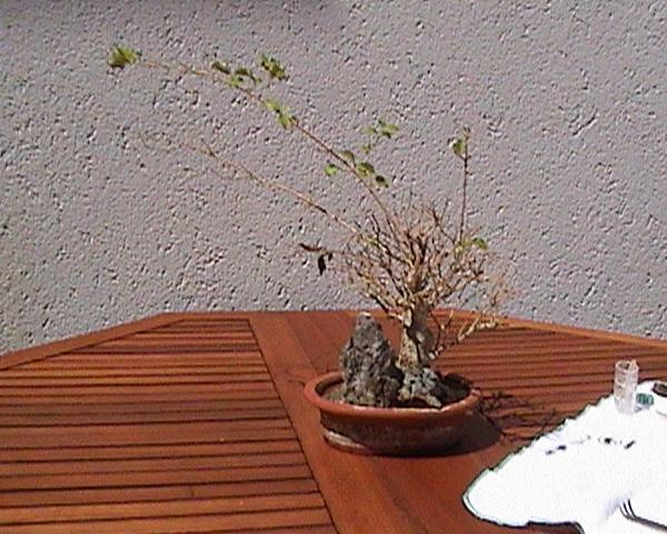 Bonsai in Not 001.jpg
