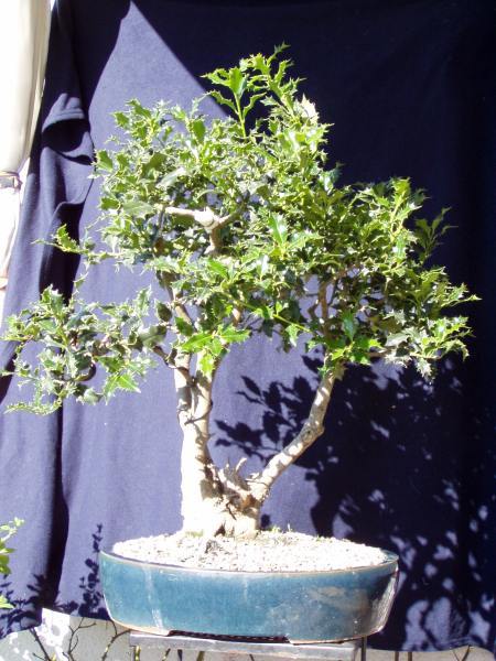 Der Ilex am Anfang der jetzigen Gestaltung, ersten Draht schon angelegt.
<br />HALT! Foto machen!