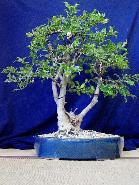 Ein bißchen am Rechner Farbe und Licht verbessert
<br />Höhe: 65cm ohne Schale
