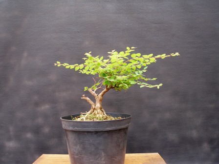 Symphoricarpos albus 00.JPG