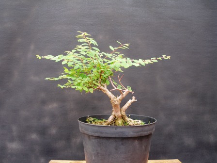 Symphoricarpos albus 01.JPG