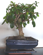 P1000624-2.jpg
