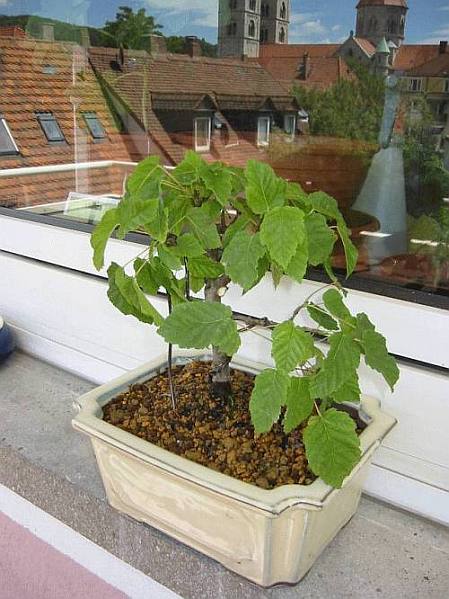 Acer_g.jpg