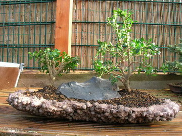 Buxus_landscape.jpg