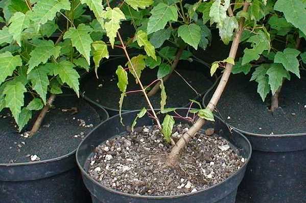 Acer tataricum ginnala.jpg