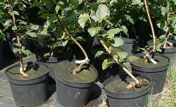 Acer tataricum tataricum.jpg