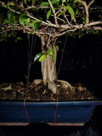 ficus 007.jpg