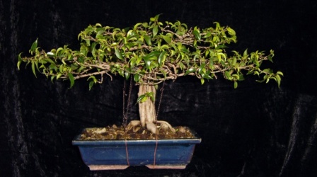 ficus 004.jpg