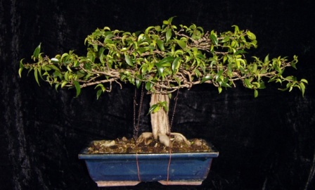 ficus 003.jpg