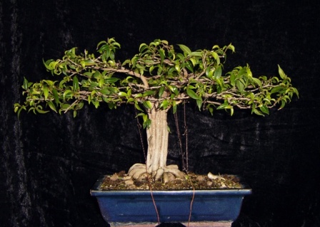 ficus 002.jpg
