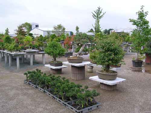 Bonsai,-Ascheberg3.jpg