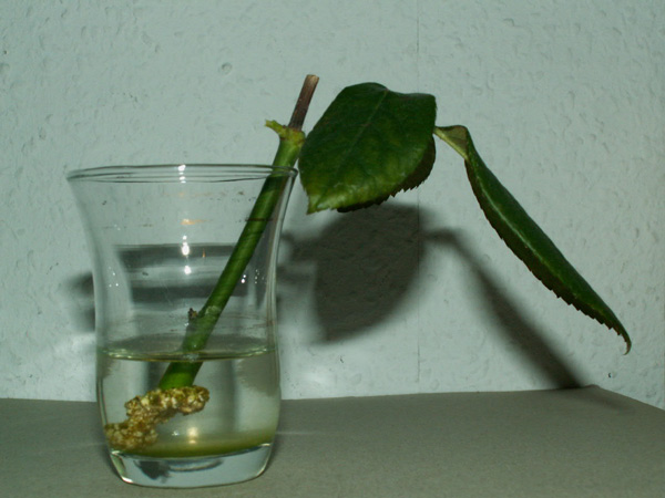 qPICT0005.jpg