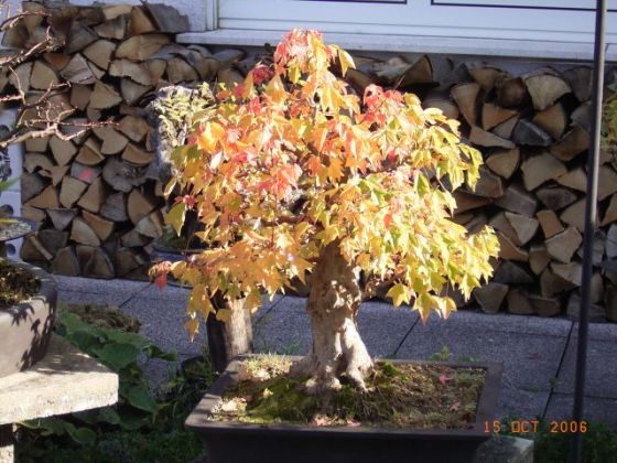 Dreispitzahorn herbst 2006.jpg