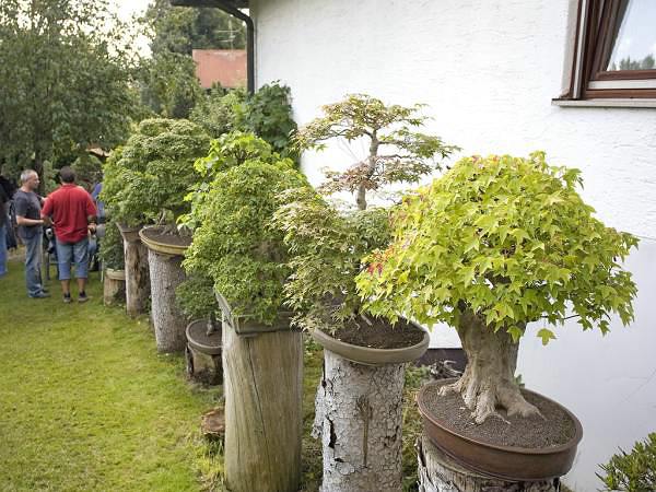 jeder baum ist für sich beeindruckend. Ums Eck standen noch dreimal so viele Laubbäume vom gleichen Kaliber.