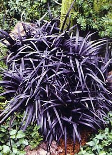Die schwarze Form als Einzelpflanzung.
<br />[© www.callnetuk.com/home/thorntonapplehaigh]