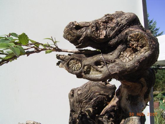 Drache2.jpg