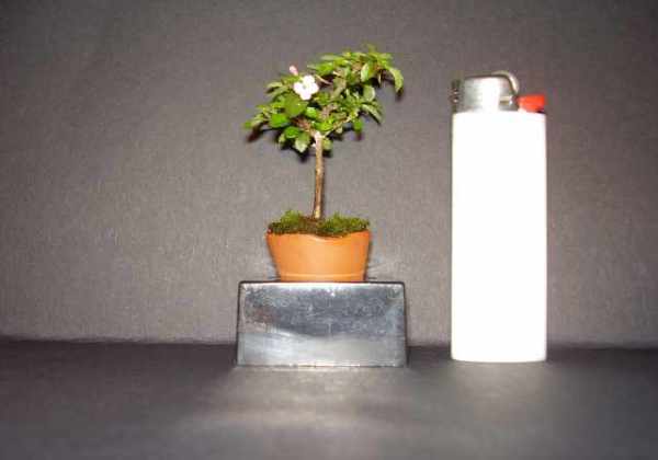 Fuchsie 94-0807.jpg