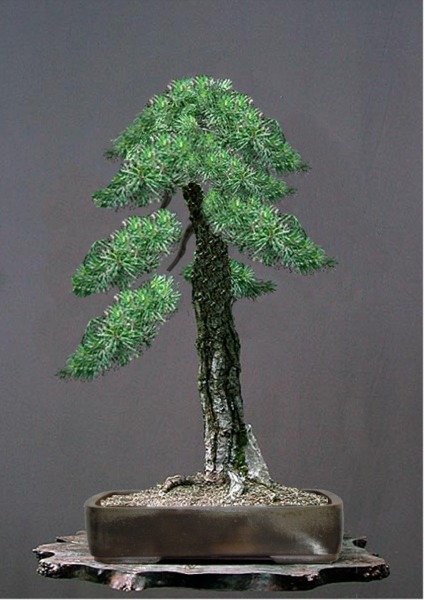scots_pine01.jpg