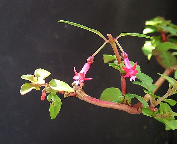 Blüte