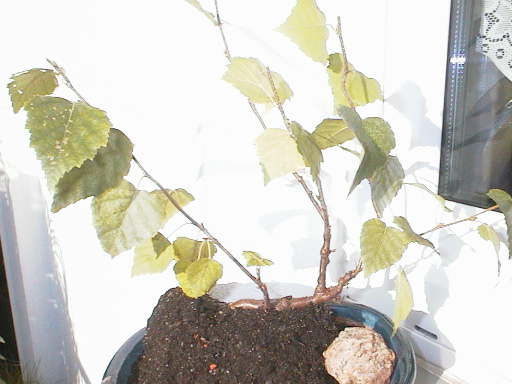 Birke12_05.09.07.jpg