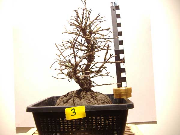 2007_0313Ulme_Einkauf0003.jpg