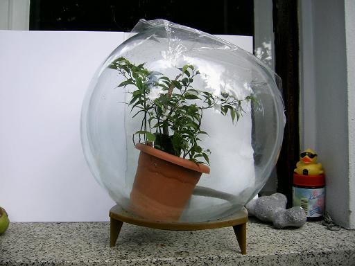 Ficusglocke.JPG
