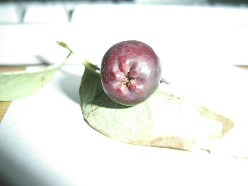frucht2.JPG