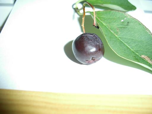 frucht1.JPG
