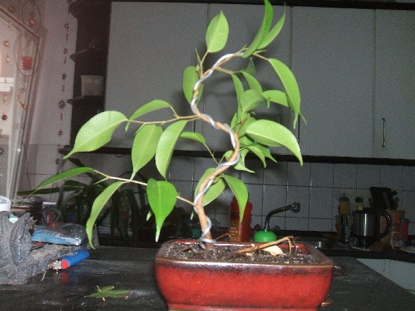bonsai 010.jpg