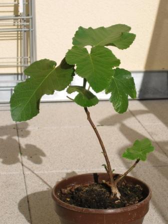 figsept07-3.JPG