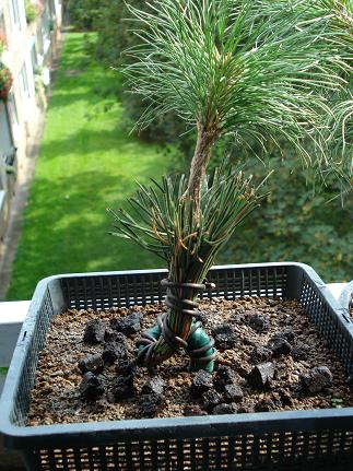 Pinus Nigra !