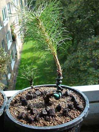 Pinus Nigra !