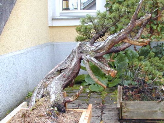 Latsche1.jpg