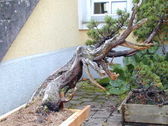 Latsche2.jpg