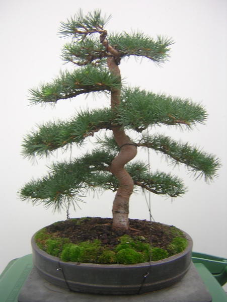 Höhe des Baumes jetzt 47cm ohne Schale