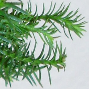 Detail der 3fach Konifere