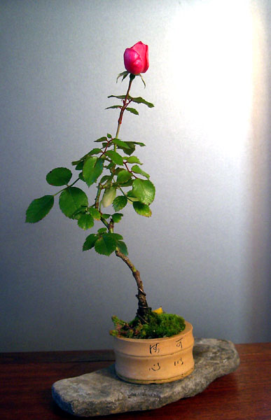 rosiH07.jpg