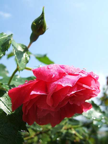 Rose01_07.jpg