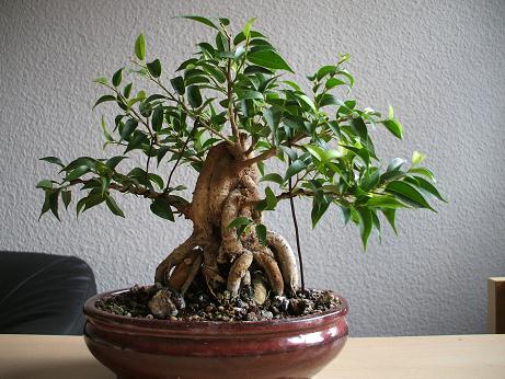 Ficus September ´07.JPG