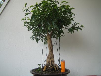 Sommer ´06 klein.JPG