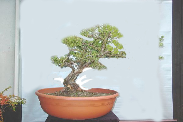 Juniperus_Eva_v.jpg