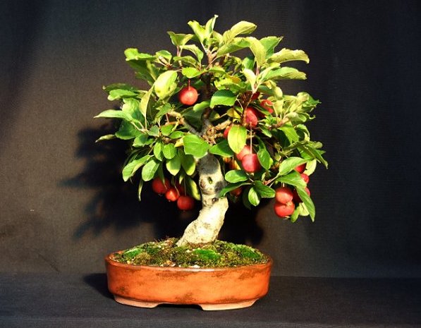 apfel.jpg