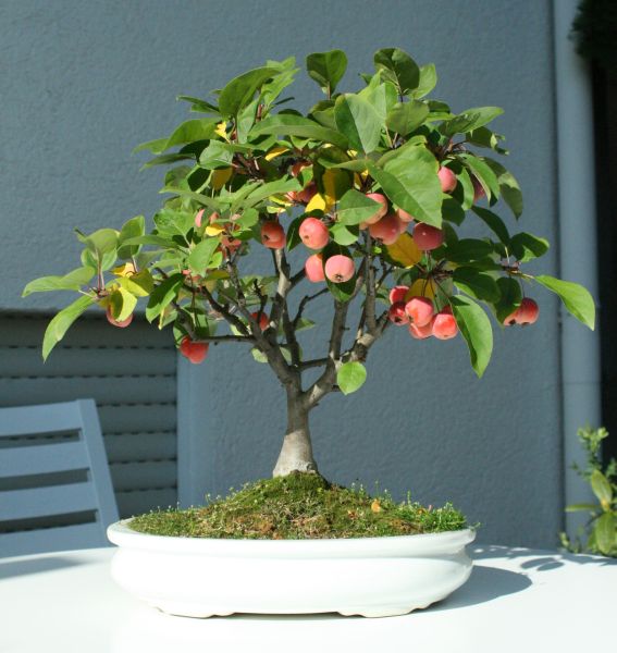 Apfel 1.jpg
