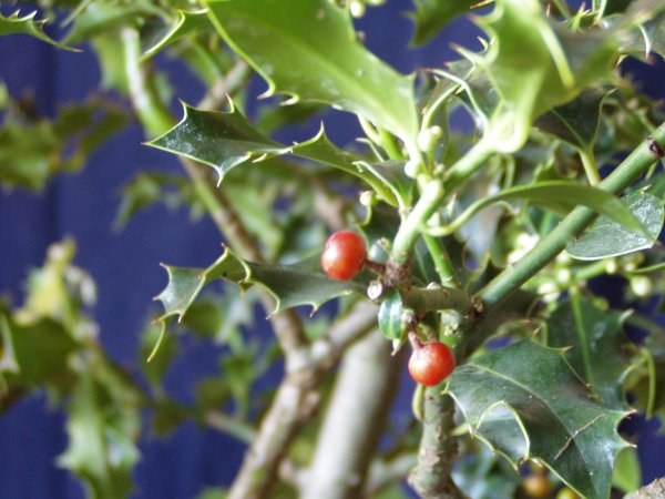 Fruchtreife August-jetzt, die paar sind in den letzten Wochen gut rot geworden