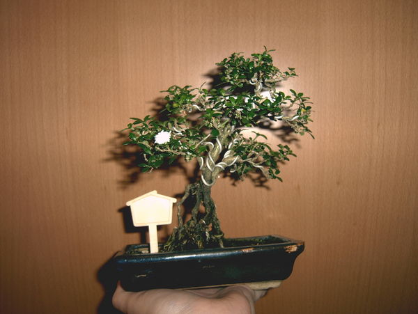 Serissa1.jpg