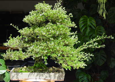 DPP_0001.JPG