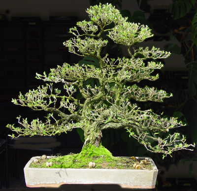 DPP_0003.JPG